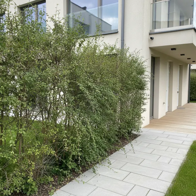 Photo for the request: the garden hedge is overgrown and needs trimming